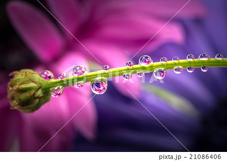 アネモネ、滴、接写、マクロ。 21086406