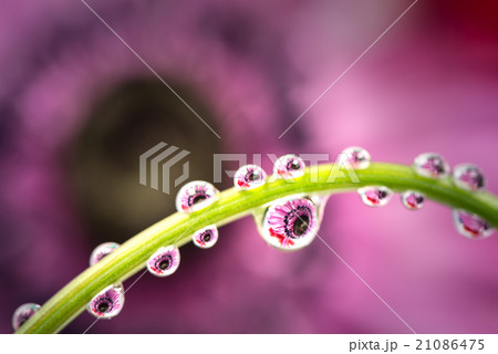 アネモネ、滴、接写、マクロ。 21086475