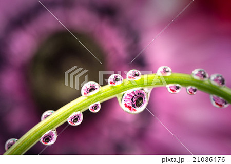 アネモネ、滴、接写、マクロ。 21086476