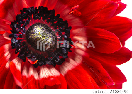 アネモネ、接写、マクロ。 アネモネ、接写、マクロ。 21086490