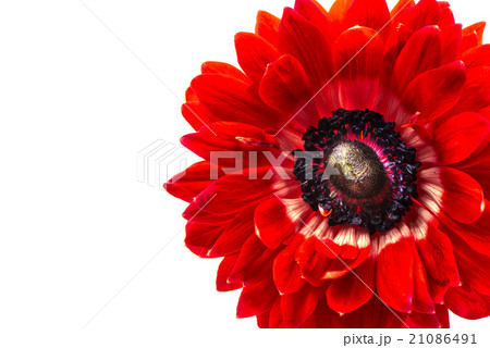 アネモネ、接写、マクロ。 21086491