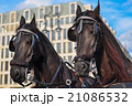馬車馬 21086532