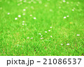 緑芝 21086537