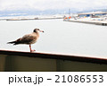 海かもめ 21086553