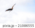 トンビ 21086555
