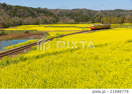 養老渓谷　菜の花畑 21086776