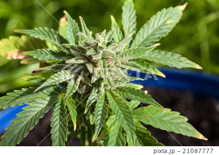 Marijuana plant 21087777