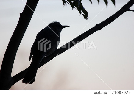 ヒヨドリ シルエット ヒヨドリ シルエット 21087925