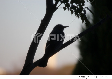 ヒヨドリ　シルエット 21087926