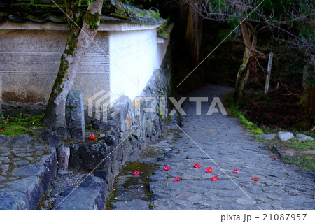 玄賓庵の散り椿（奈良県桜井市） 21087957