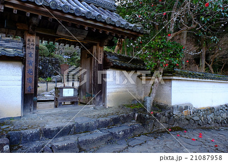 玄賓庵の散り椿（奈良県桜井市） 21087958