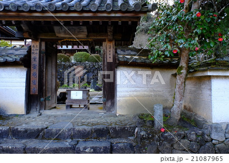 玄賓庵の散り椿（奈良県桜井市） 21087965