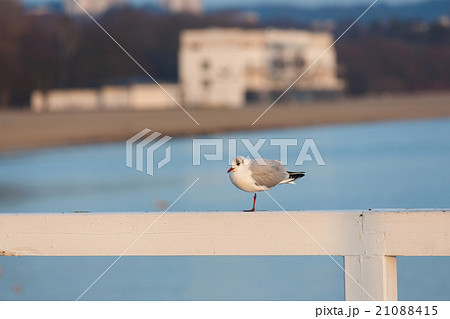 Seagull on the pier 21088415