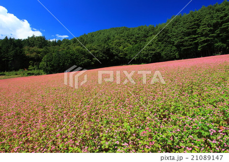 赤そばの里 21089147