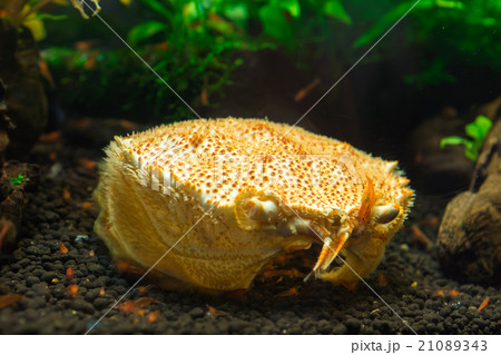 エビに食される毛ガニ 21089343