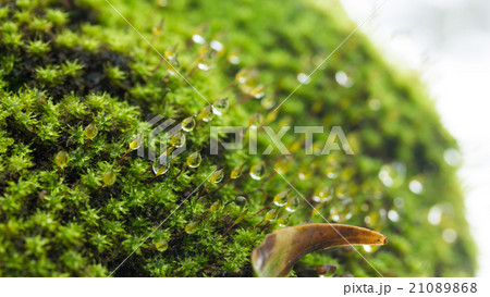 Moss and drop 21089868