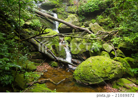 Waterfall in jungle 21089872