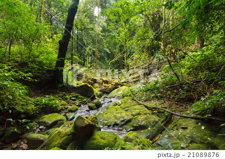 Beautiful Jungle 21089876