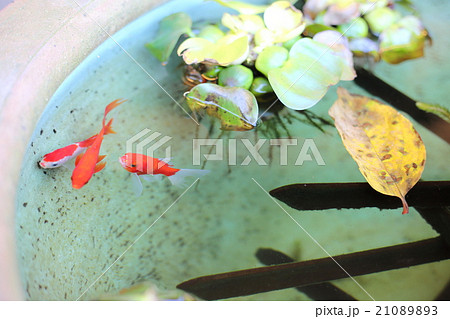 金魚 金魚 21089893