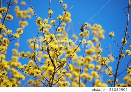 サンシュユの花 21089905