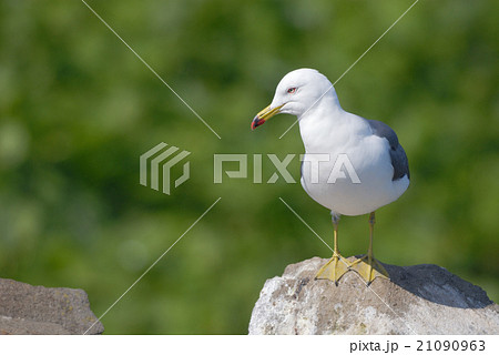 ウミネコ 21090963