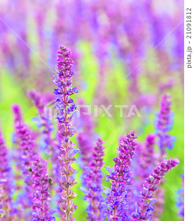 Sage flowers, Salvia officinalis, may, Dobrogea 21091812
