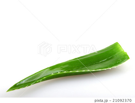 Aloe vera plant isolated on white 21092370