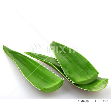 Aloe vera plant isolated on white 21092392