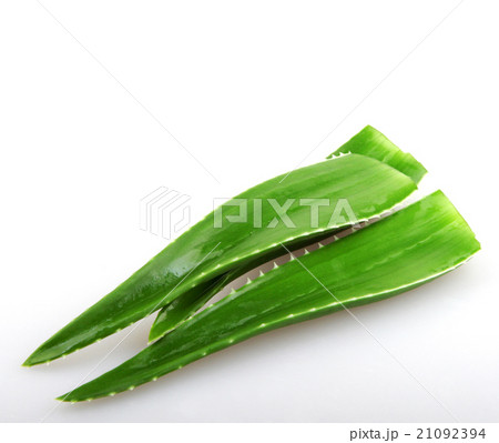 Aloe vera plant isolated on white Aloe vera plant isolated on white 21092394