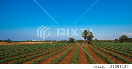 old olive tree in a field, typical tuscan lanscape 21093126