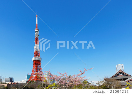 東京タワーと満開のサトザクラ 21094212