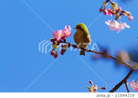 咲き始めの河津桜とメジロ 咲き始めの河津桜とメジロ 21094219