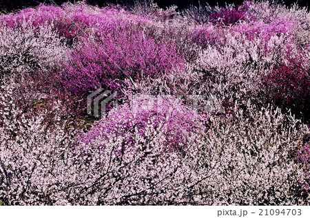 いなべ市農業公園 21094703