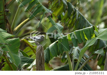 生き物　鳥類　カラムクドリ、きれいな灰色の体に羽の白と黒のコントラストが映えます 21095331