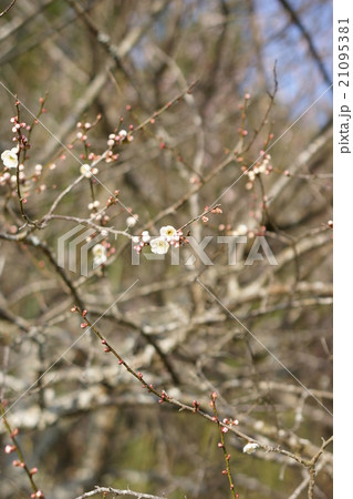 梅の花 21095381
