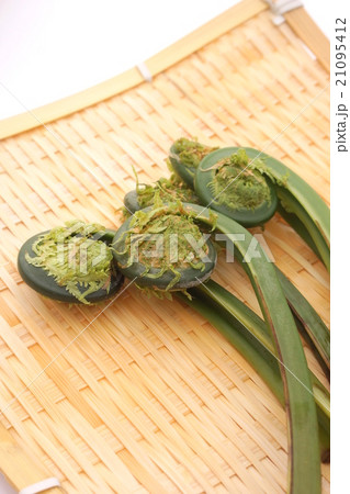 こごみ こごみ 21095412