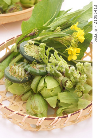 山菜と菜の花 21095413