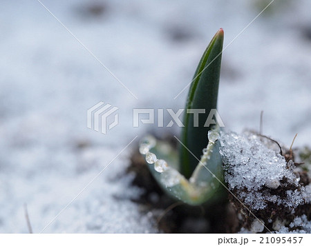 寒い朝、芽を出し始めた庭の草木に輝く露が凍ってキラキラ輝きまるで宝石のようです 21095457
