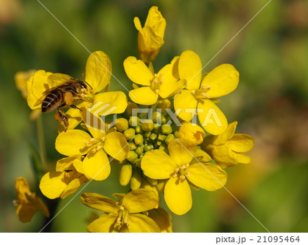 ミツバチとアブラナ 21095464