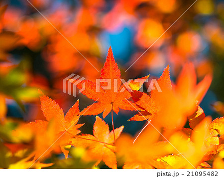 鮮やかな紅葉 鮮やかな紅葉 21095482