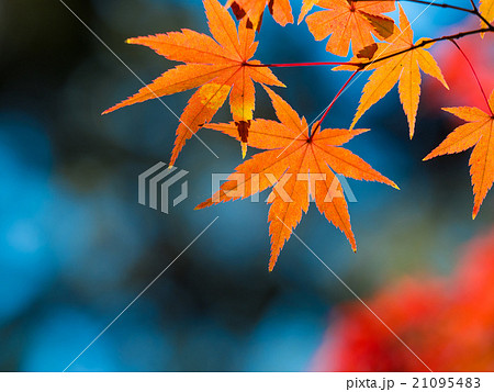 鮮やかな紅葉 鮮やかな紅葉 21095483