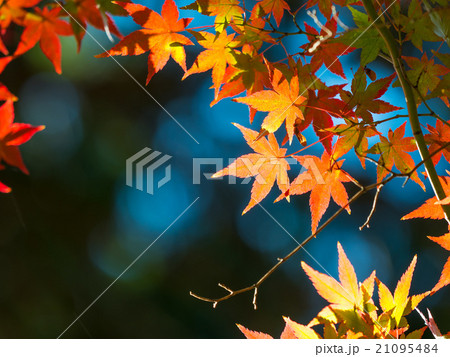 鮮やかな紅葉 21095484