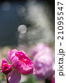 バラ_ピンク玉ボケ 21095547