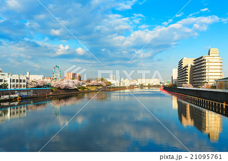 隅田川に架かる小台橋より桜満開の荒川遊園の観覧車を望む 隅田川に架かる小台橋より桜満開の荒川遊園の観覧車を望む 21095761