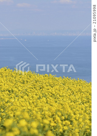 菜の花_07 21095998