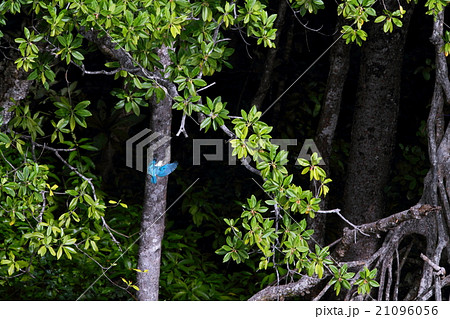 ナンヨウショウビン 21096056