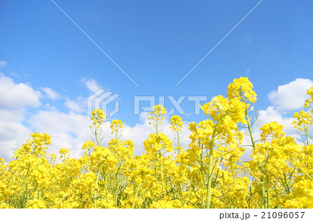 見奈良満開の菜の花畑 21096057