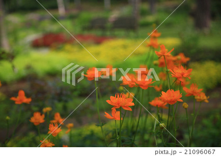 北海道　大雪森のガーデン　花 21096067