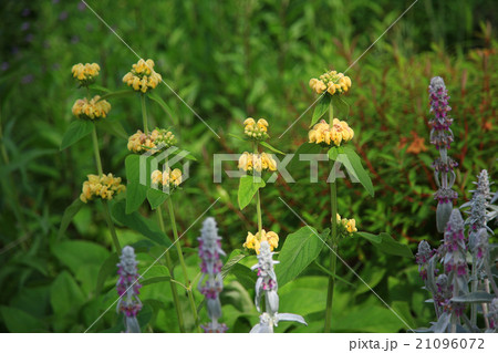 北海道 大雪森のガーデン 花 北海道 大雪森のガーデン 花 21096072
