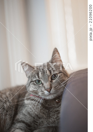 Cute Cat 21096200